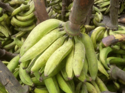 Mature and fresh organic plantain for sale in Bayelsa state- wholesale and retail in dozens and bunches