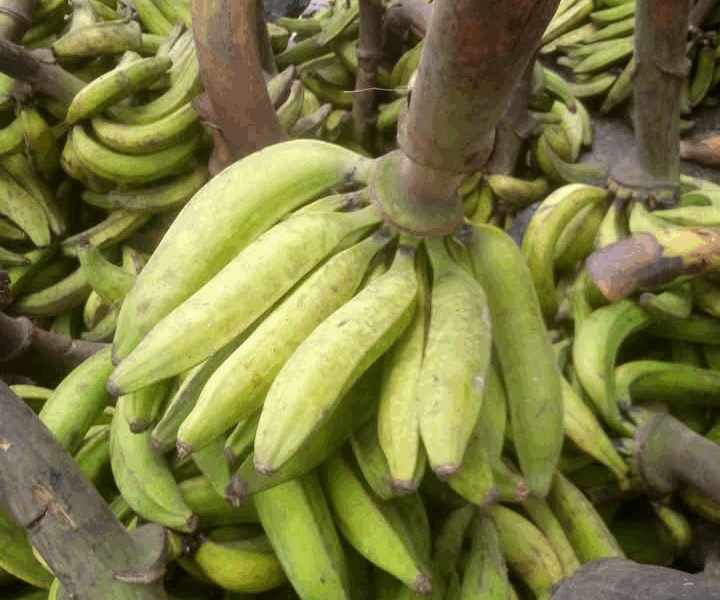 Mature and fresh organic plantain for sale in Bayelsa state- wholesale and retail in dozens and bunches