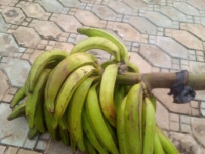 Mature and fresh organic plantain for sale in Bayelsa state- wholesale and retail in dozens and bunches