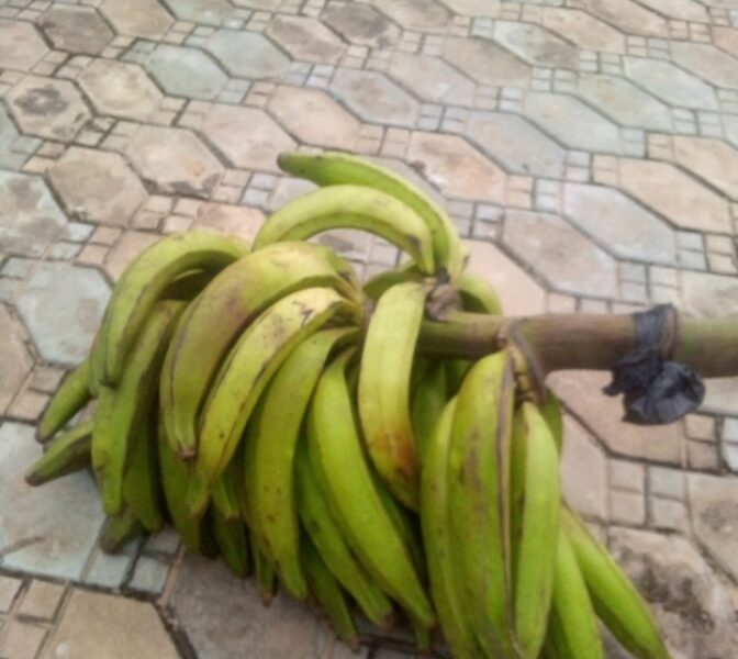Mature and fresh organic plantain for sale in Bayelsa state- wholesale and retail in dozens and bunches