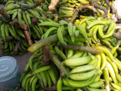Mature and fresh organic plantain for sale in Bayelsa state- wholesale and retail in dozens and bunches