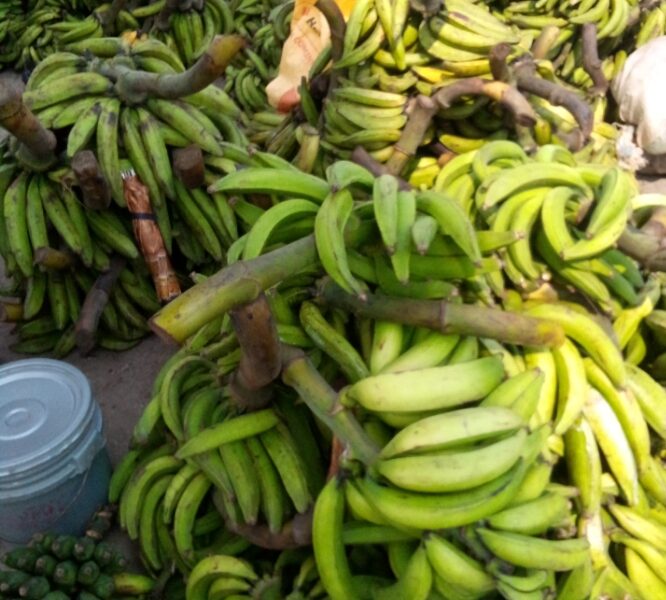 Mature and fresh organic plantain for sale in Bayelsa state- wholesale and retail in dozens and bunches